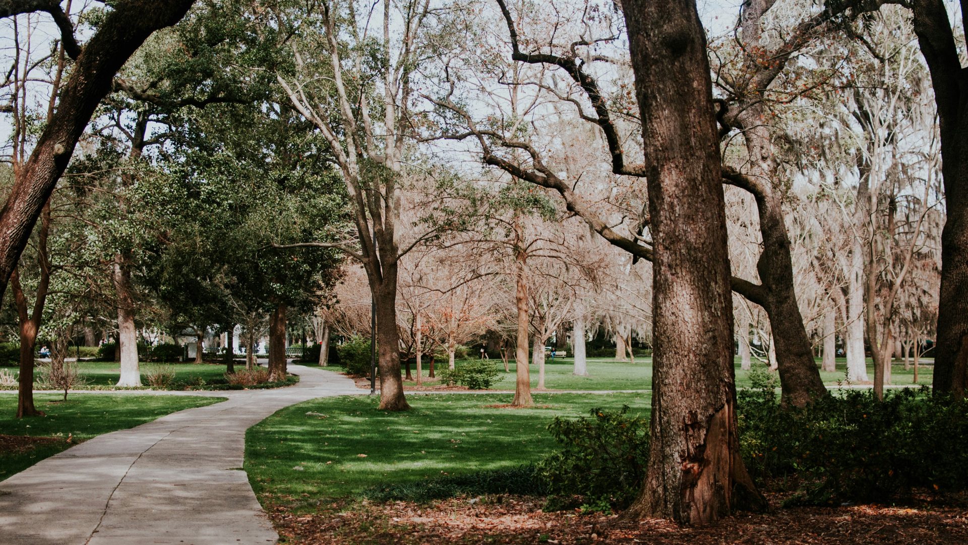 photo of pathway between trees